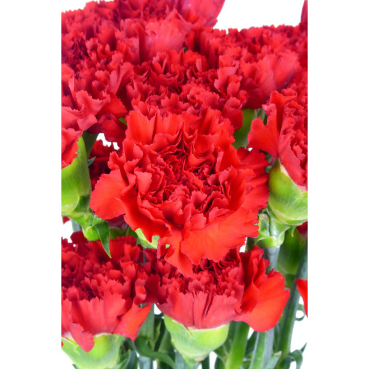 CLAVEL SELECT ROJO2