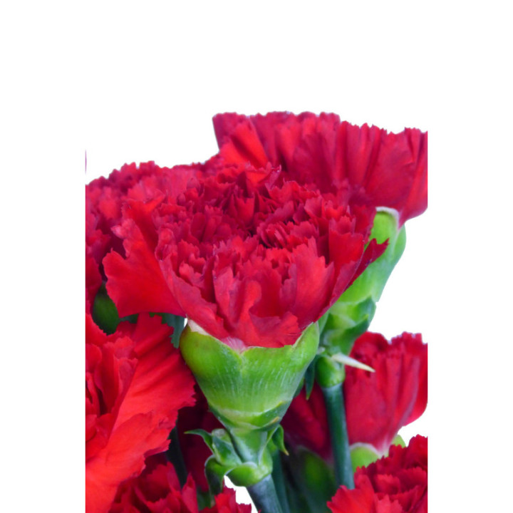 CLAVEL SELECT ROJO3