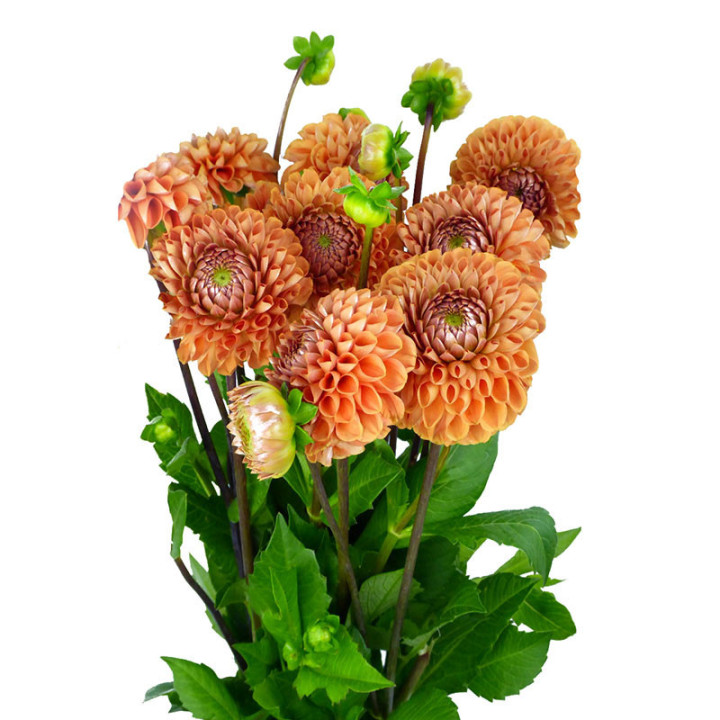 DAHLIA CORNEL BRONZE 501