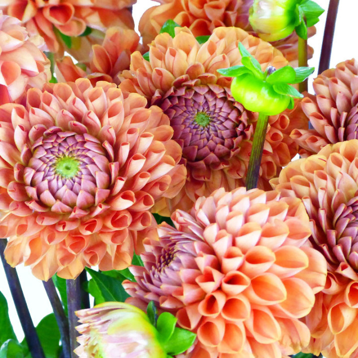 DAHLIA CORNEL BRONZE 502
