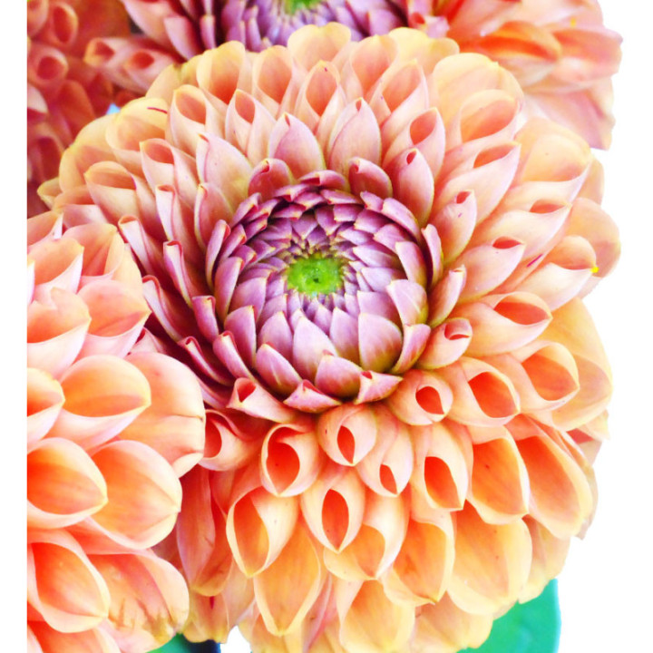 DAHLIA CORNEL BRONZE 503