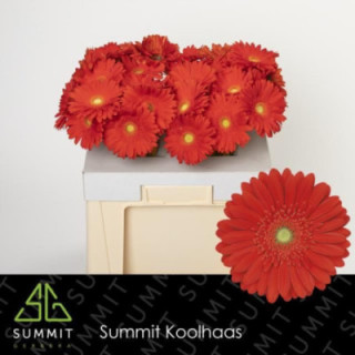 GERBERA RED EXPLOSION 50 X101