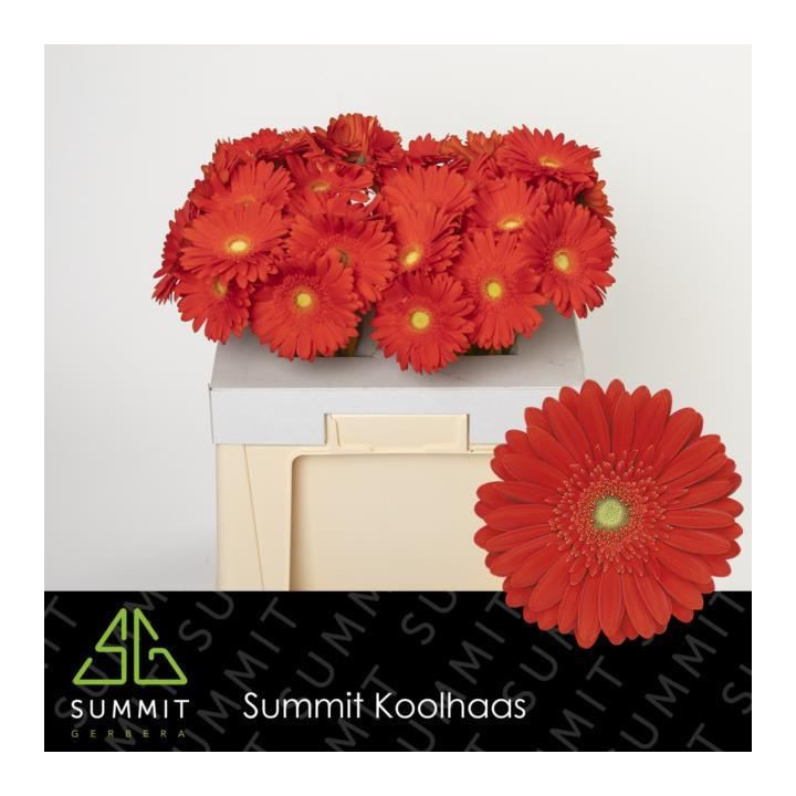 GERBERA RED EXPLOSION 50 X101