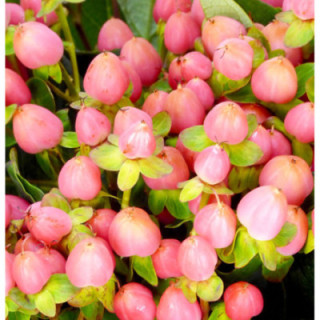 HYPERICUM SWEET ROMANCE 601