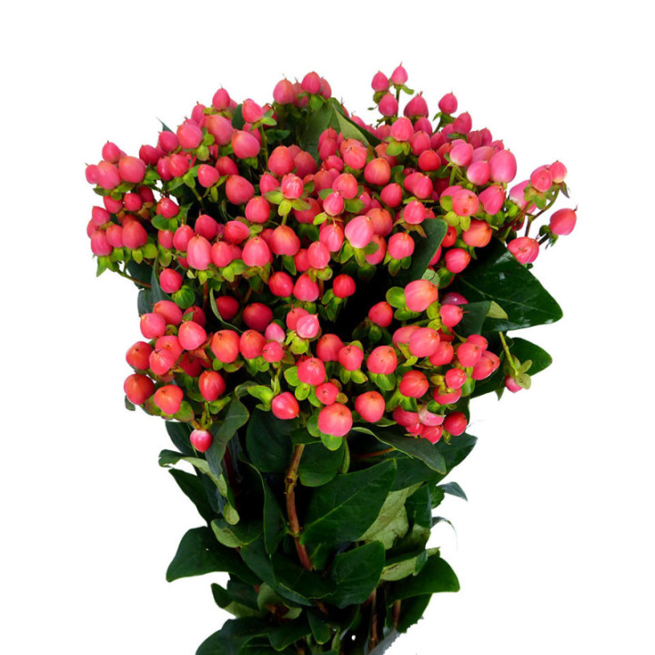 HYPERICUM SWEET ROMANCE 602