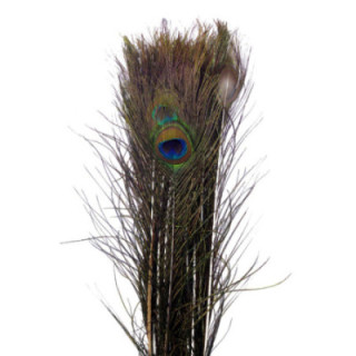 PLUMA PAVO REAL 1101