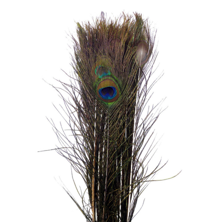 PLUMA PAVO REAL 1101