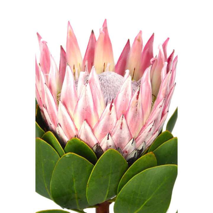 PROTEA CYNAROIDES 501