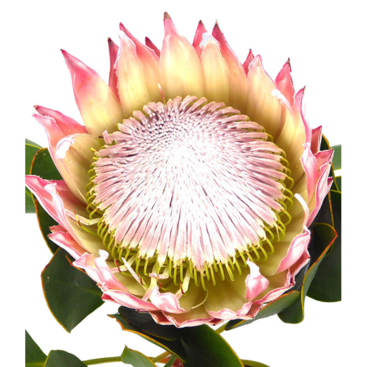 PROTEA CYNAROIDES 502