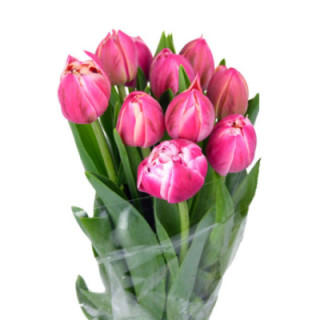 TULIPAN COLUMBUS 381