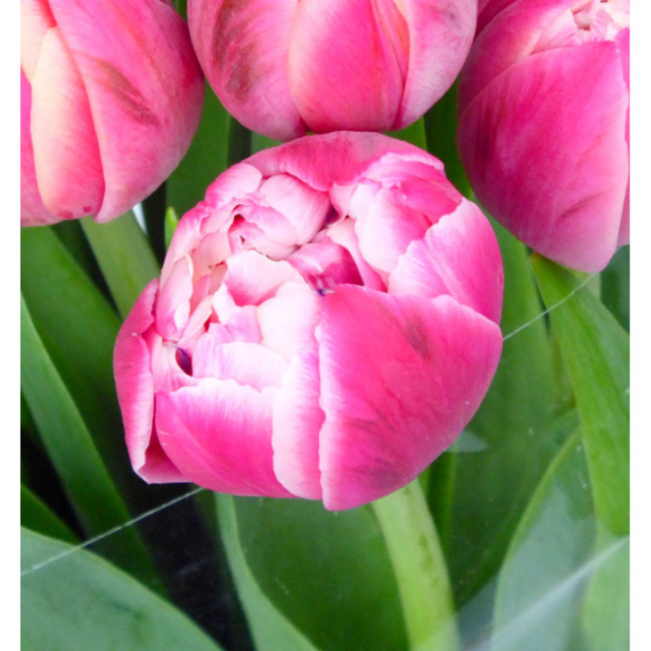 TULIPAN COLUMBUS 382
