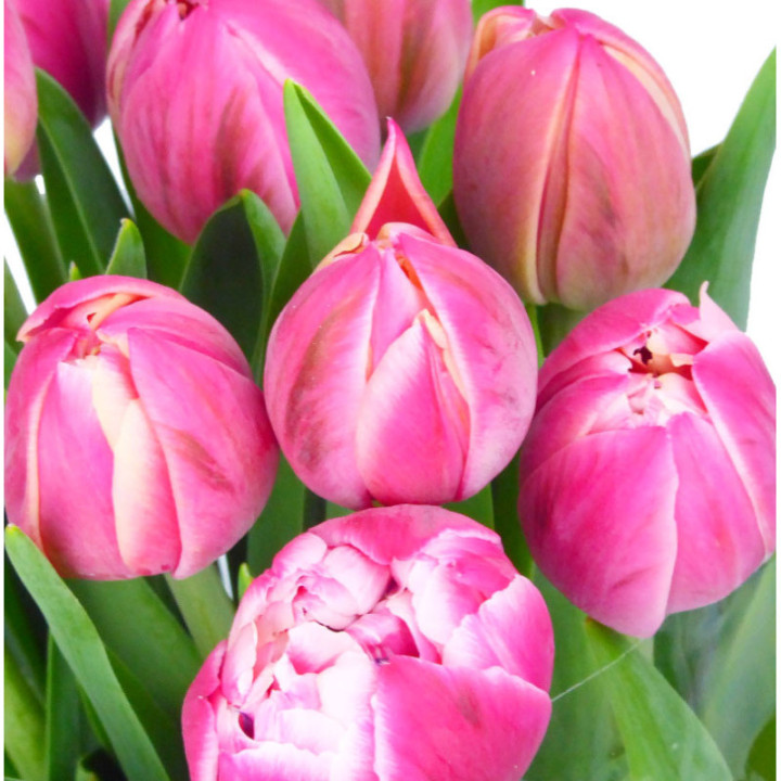 TULIPAN COLUMBUS 383