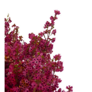 ERICA PINK 401