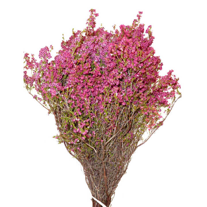 ERICA PINK 402