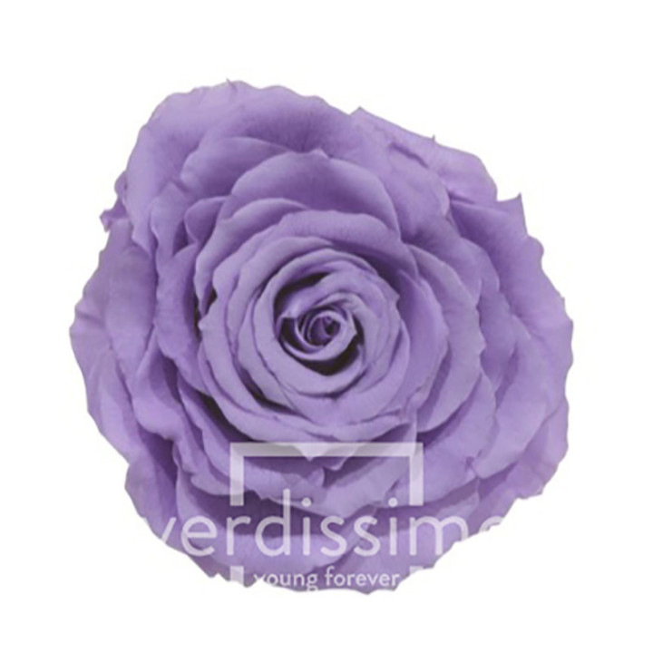 ROSA PRESERVADA KING RSK/28301