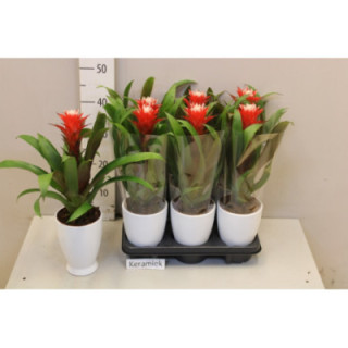 PL. GUZMANIA HOPE 40CM X61