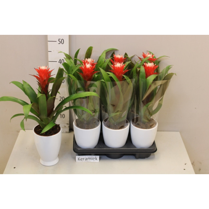 PL. GUZMANIA HOPE 40CM X61