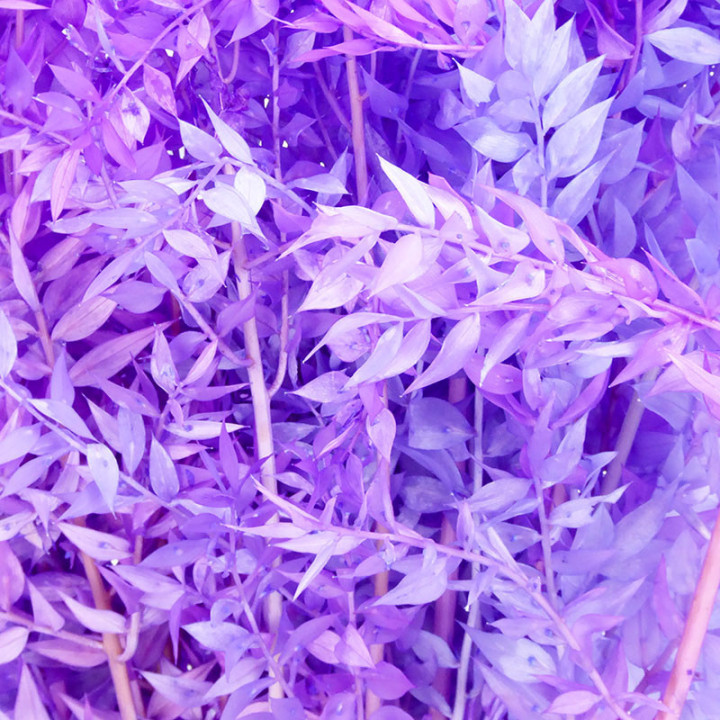RUSCUS FINO PRESERVADO MORADO2