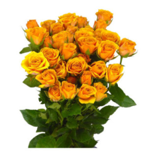 RS RAMIFICADA SAFFRON SMILE 501