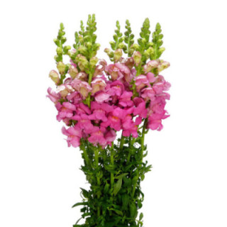 ANTIRRINO MONACO ROSE 801