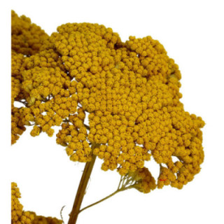 ACHILEA SECA AMARILLA1