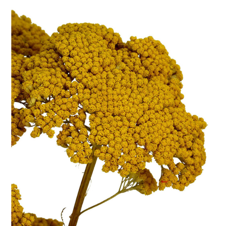 ACHILEA SECA AMARILLA1