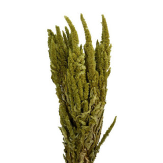 AMARANTHUS SECO VERDE1
