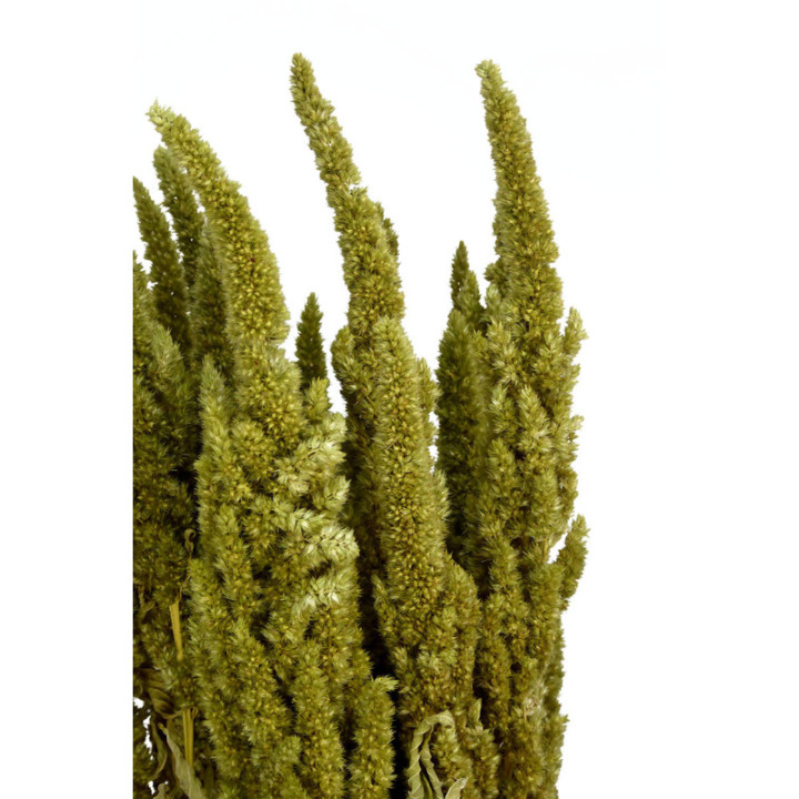 AMARANTHUS SECO VERDE2