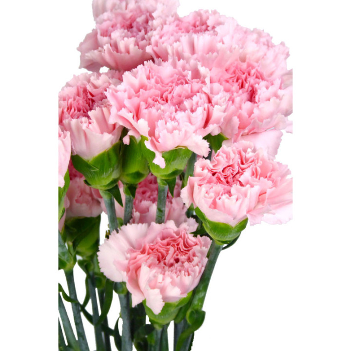 CLAVEL SELECT ROSA1