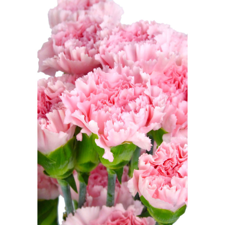 CLAVEL SELECT ROSA2