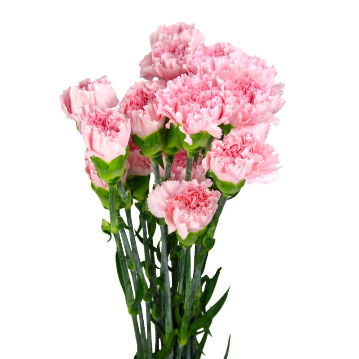 CLAVEL SELECT ROSA3