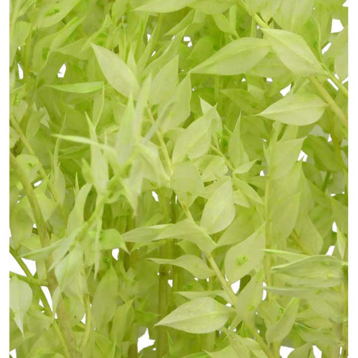 RUSCUS FINO PRESERVADO VERDE CLARO2
