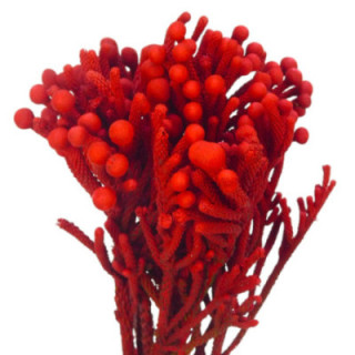 BRUNIA SILVER TEÑIDO ROJO 401