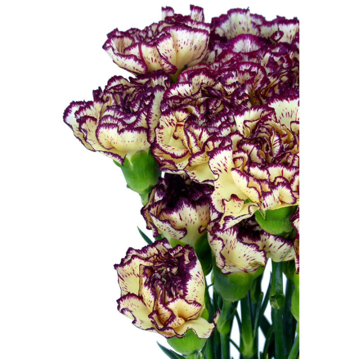 CLAVEL SELECT AMARILLO/MORADO1