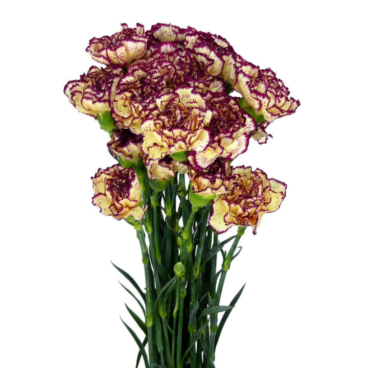 CLAVEL SELECT AMARILLO/MORADO2