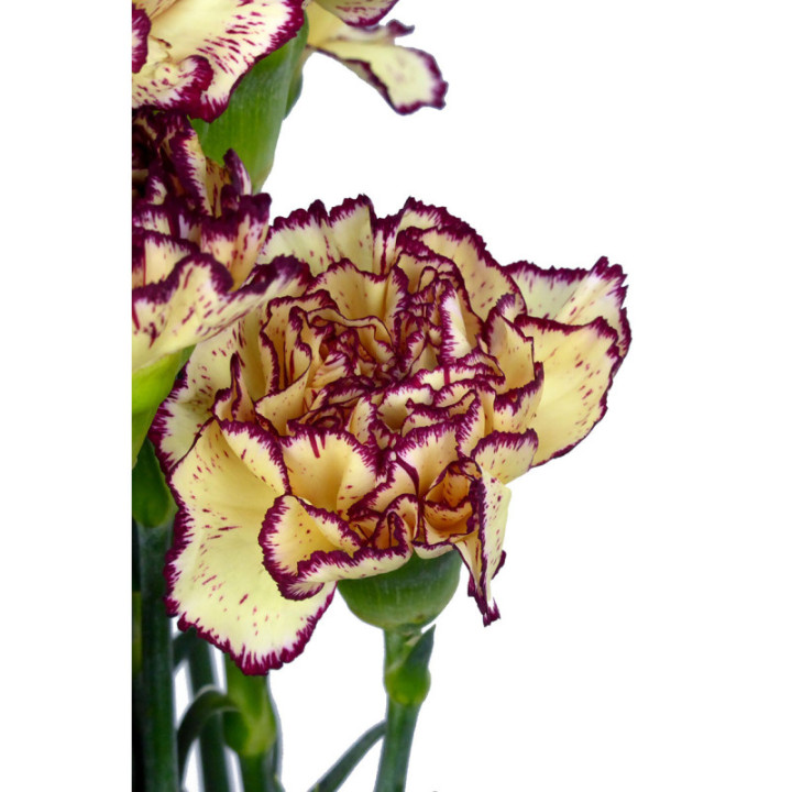 CLAVEL SELECT AMARILLO/MORADO3