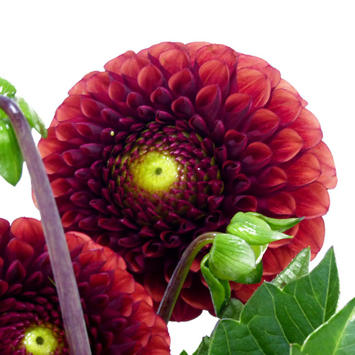 DAHLIA BALL BROWN SUGAR 501