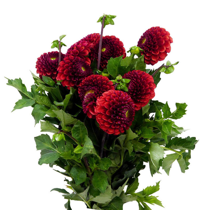 DAHLIA BALL BROWN SUGAR 502