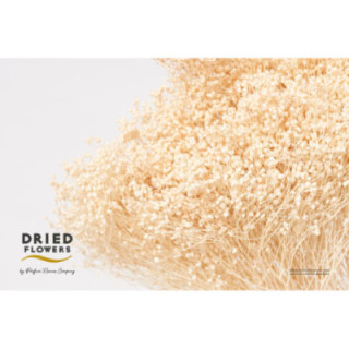 DRIED BRORM BLOOM PRESERVADO BLANCO1
