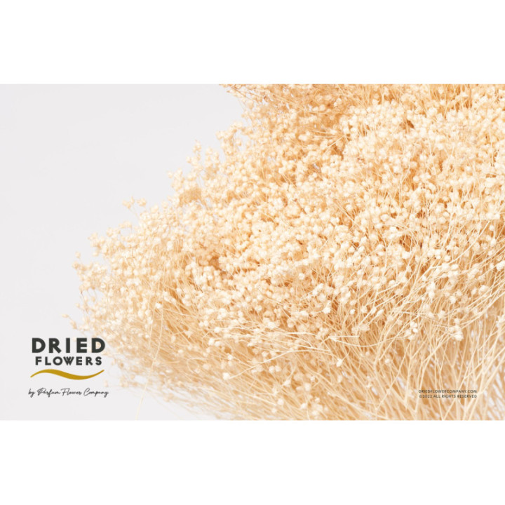 DRIED BRORM BLOOM PRESERVADO BLANCO1