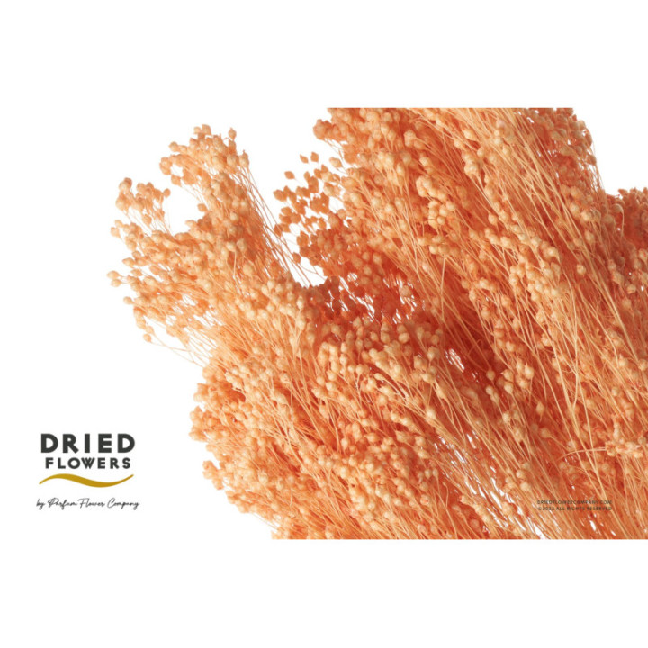DRIED BRORM BLOOM PRESERVADO SALMON1