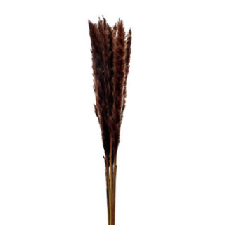 PAMPAS SILVY BROWN 851