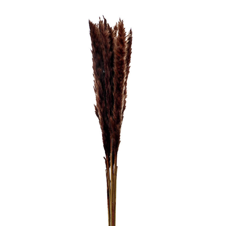 PAMPAS SILVY BROWN 851
