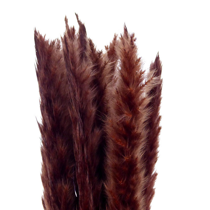 PAMPAS SILVY BROWN 852