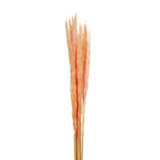 PAMPAS SILVY LIGHT PINK 851