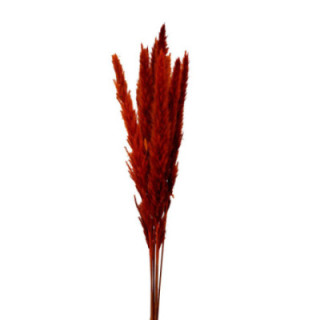 PAMPAS SILVY NARANJA 851