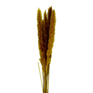 PAMPAS SILVY YELLOW 851