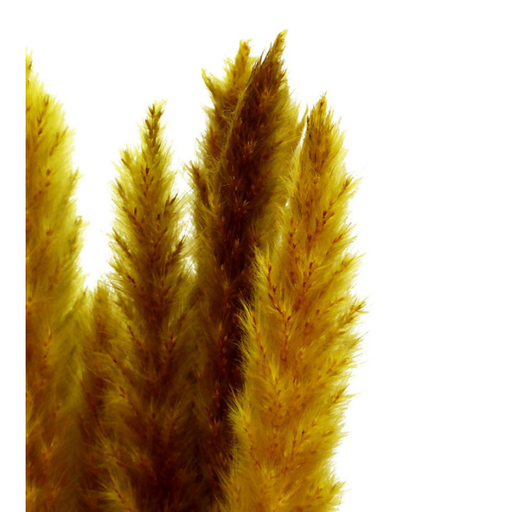 PAMPAS SILVY YELLOW 852