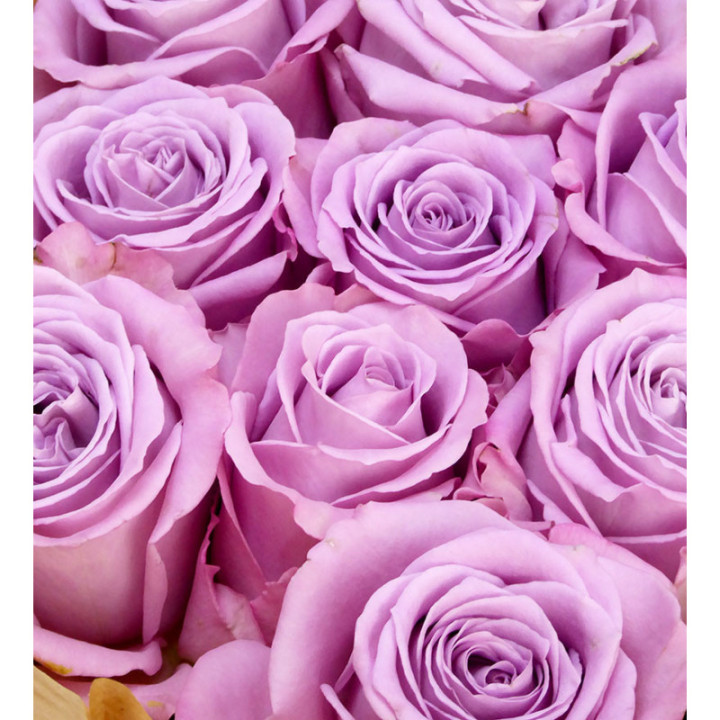 ROSA HOL NAYELI 502