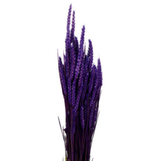 TRIGO SECO MORADO1